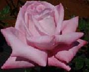 unknow artist Realistic Pink Rose oil painting artist